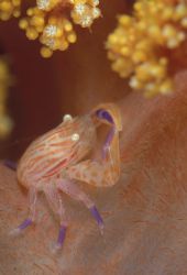 soft coral crab lurking in between the branches , bass ci... by Andrew Woodburn 